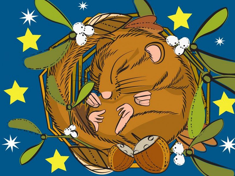The Hazel Dormouse - Wake me up when it's over.